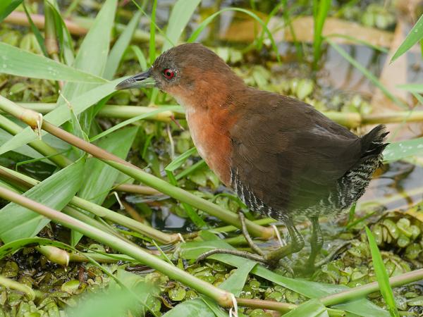 <h3><a href="/trips/costa-rica/biota/animalia/chordata/aves/023 gruiformes/003 rallidae/laterallus albigularis/laterallus albigularis-nl.html">Laterallus&nbsp;albigularis</a> / White‑throated&nbsp;crake / Witkeeldwergral</h3>OM-1 Mark II met M.300mm F4.0 + MC-14, 1/2000 sec  bij F5.6, ISO 3200, afstand 8.25&nbsp;m
